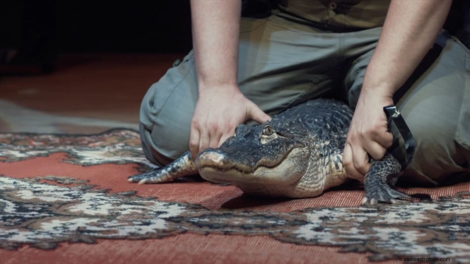 Krokodil en alligator droom Betekenis en interpretatie 