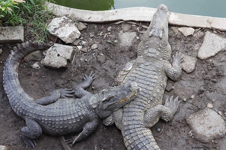 Význam a výklad snů krokodýla a aligátora 
