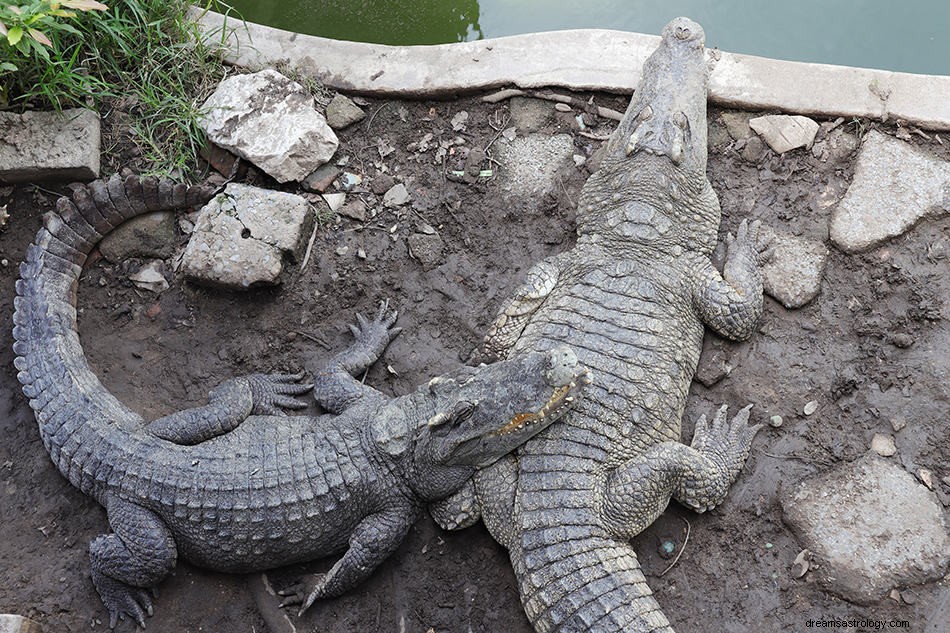 Krokodil och Alligator drömmening och tolkning 