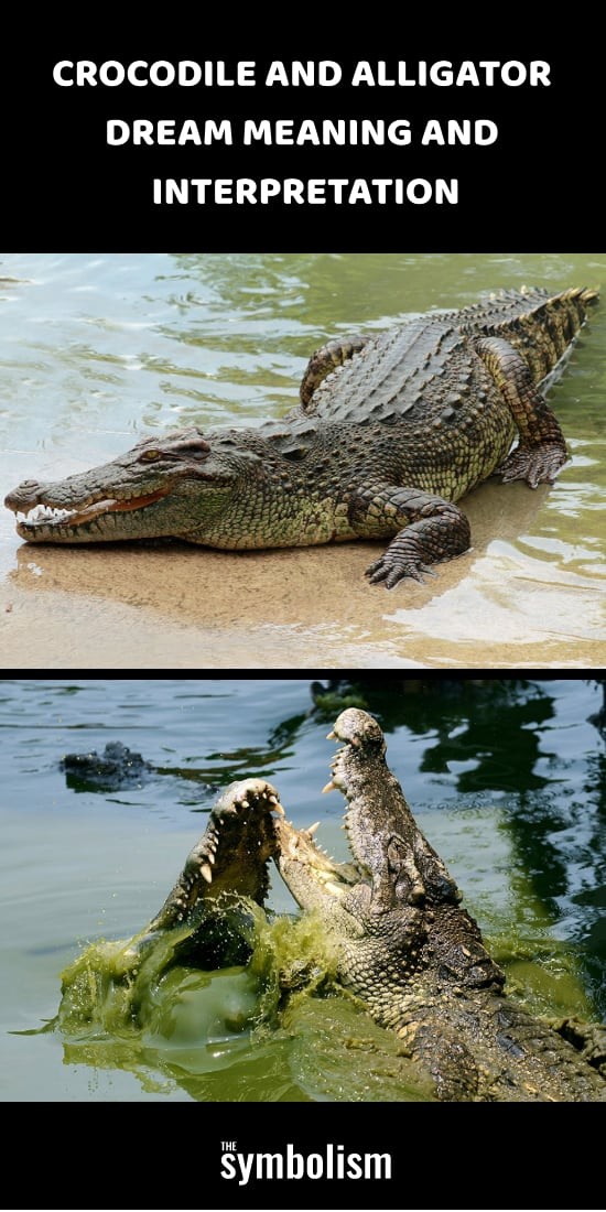 Význam a výklad snů krokodýla a aligátora 