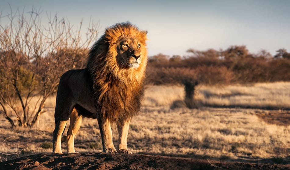 Interprétations et symbolisme des rêves de lion 