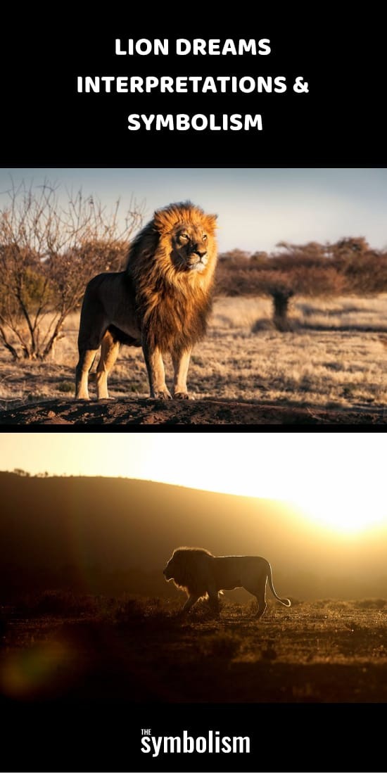 Lion Dreams Interpretaties &Symboliek 