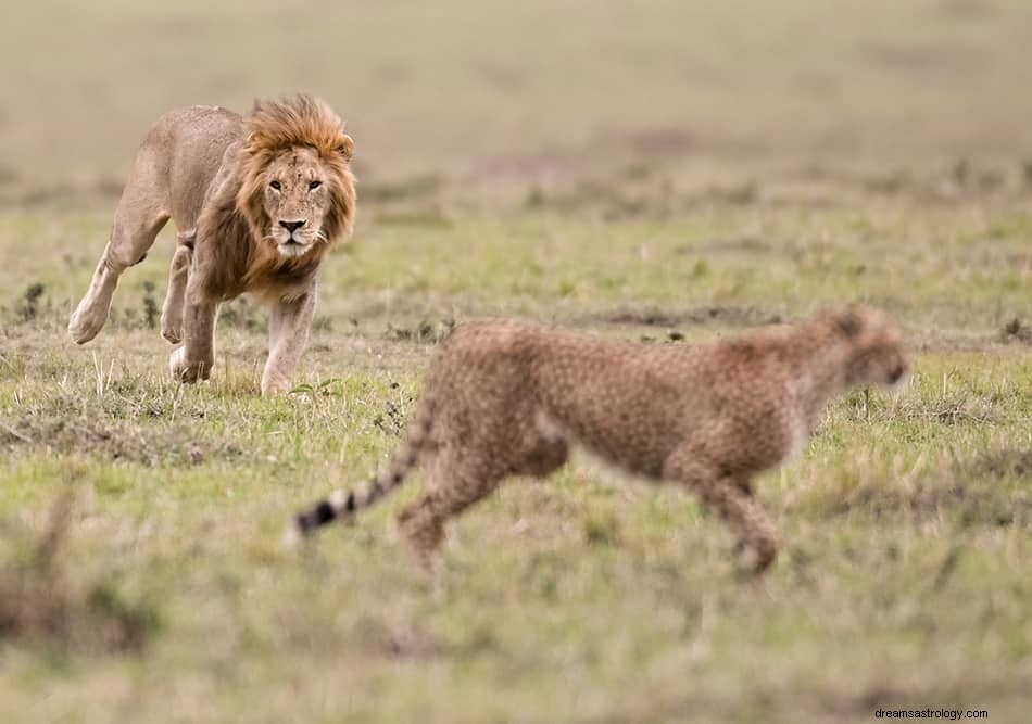 Lion Dreams Interpretaties &Symboliek 