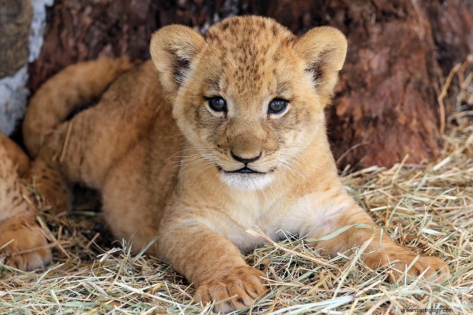 Interprétations et symbolisme des rêves de lion 