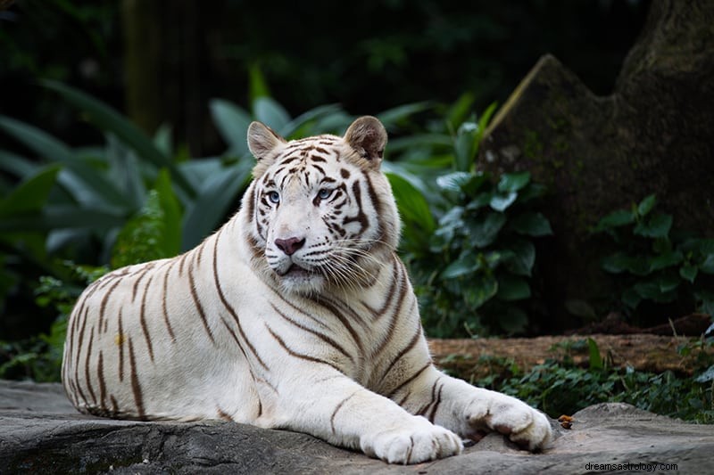 Hva betyr det å drømme om en tiger? 