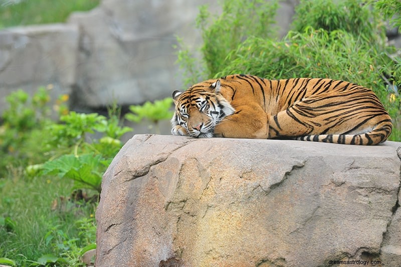 Hvad vil det sige at drømme om en tiger? 