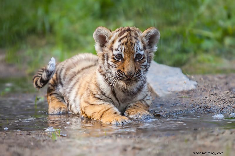 Wat betekent het om over een tijger te dromen? 