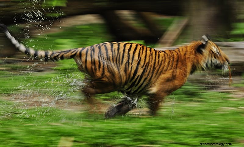 Vad betyder det att drömma om en tiger? 
