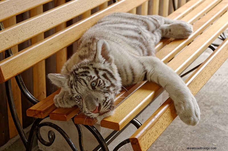 O que significa sonhar com tigre? 