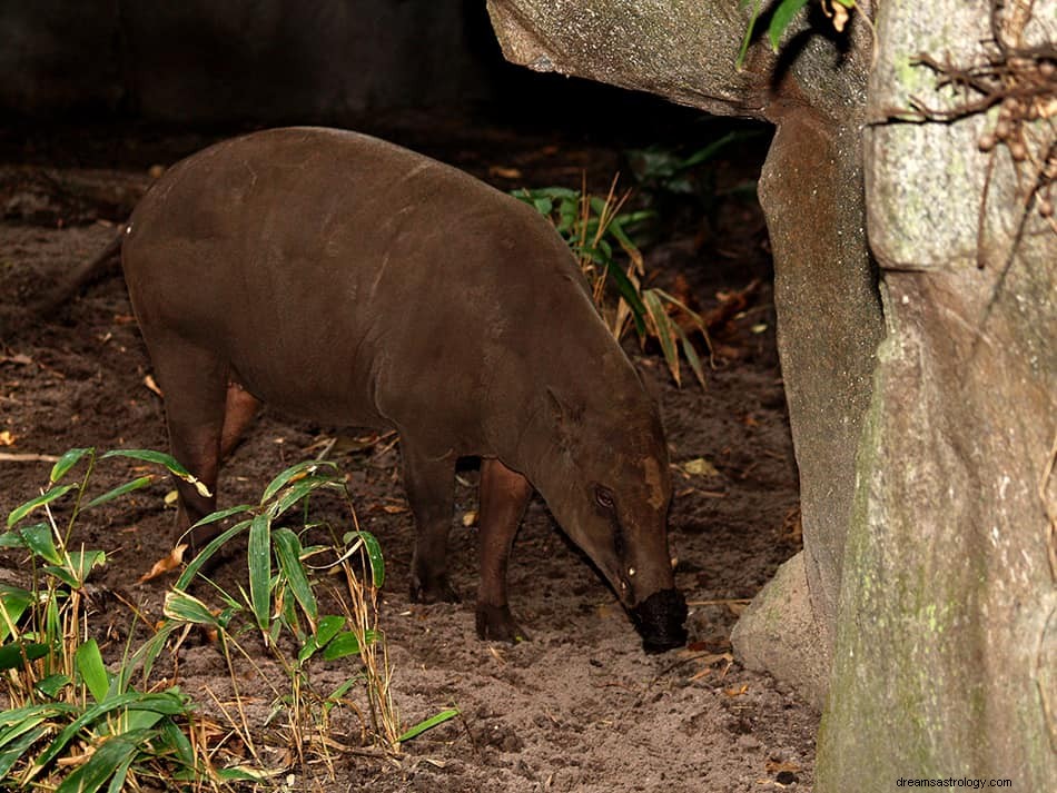 Significato e interpretazione del sogno di Aardvark 