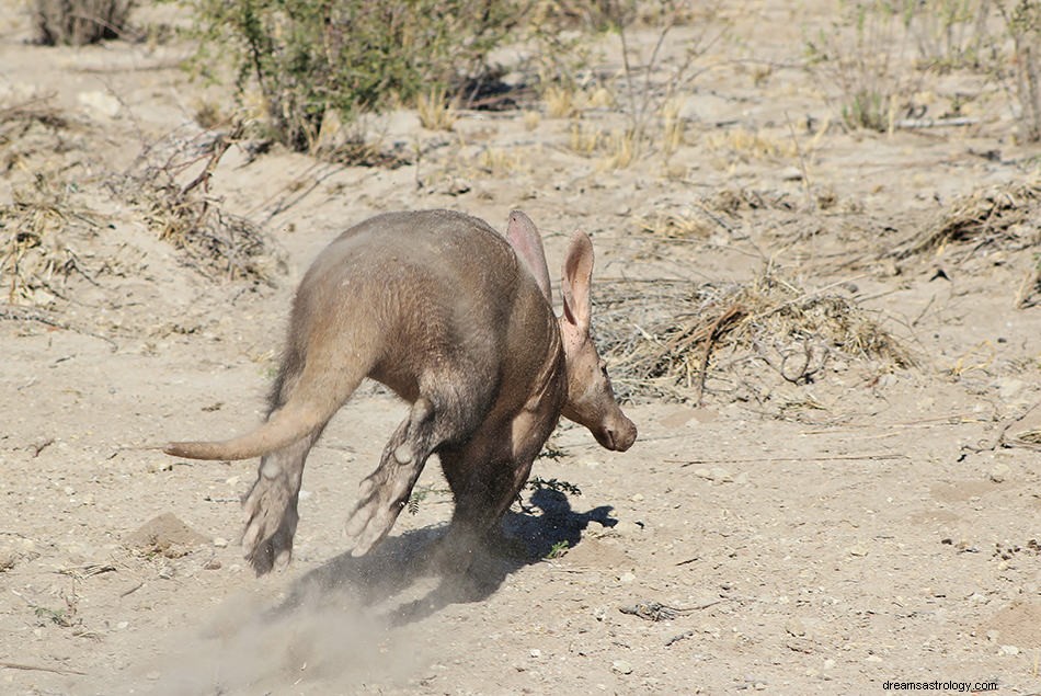 Aardvark drömmening och tolkning 