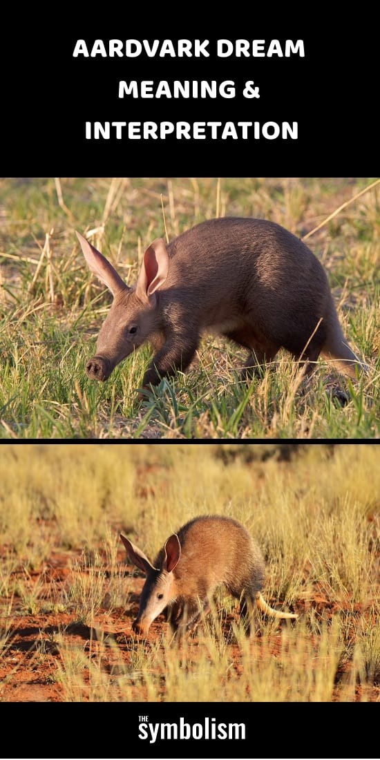 Aardvark drømmebetydning og fortolkning 