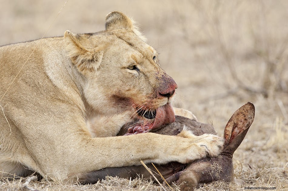 Significado de soñar con oso hormiguero e interpretación 