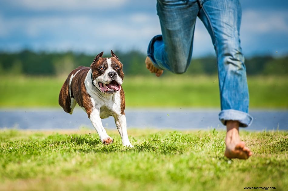 O que significa sonhar com cachorro? 