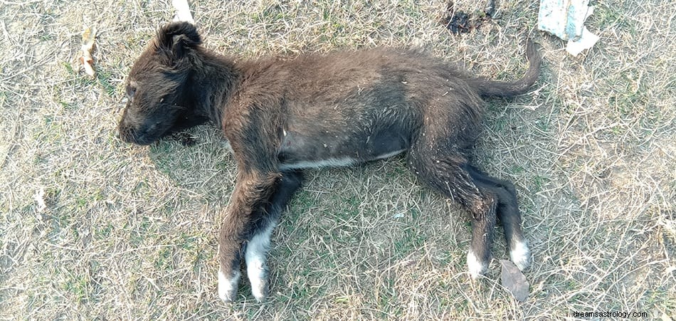 Qu est-ce que cela signifie si vous rêvez de chiens ? 