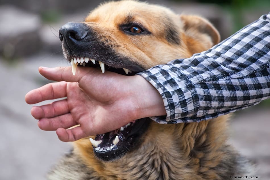 Hvad betyder det, hvis du drømmer om hunde? 