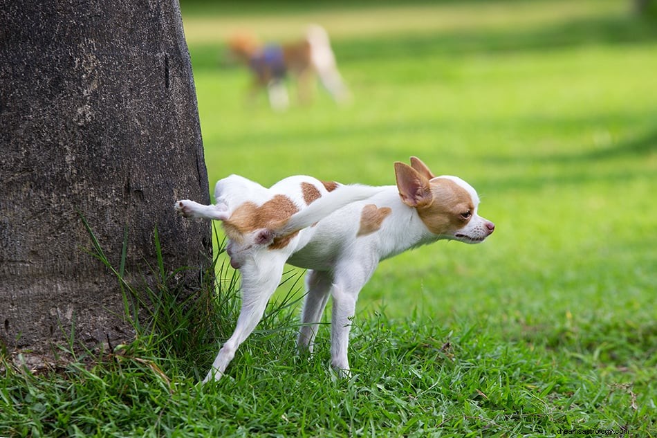 Cosa significa se sogni cani? 