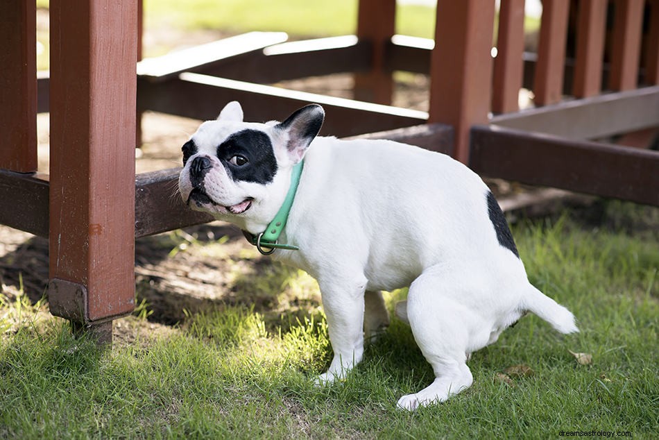 あなたが犬について夢を見たら、それはどういう意味ですか？ 