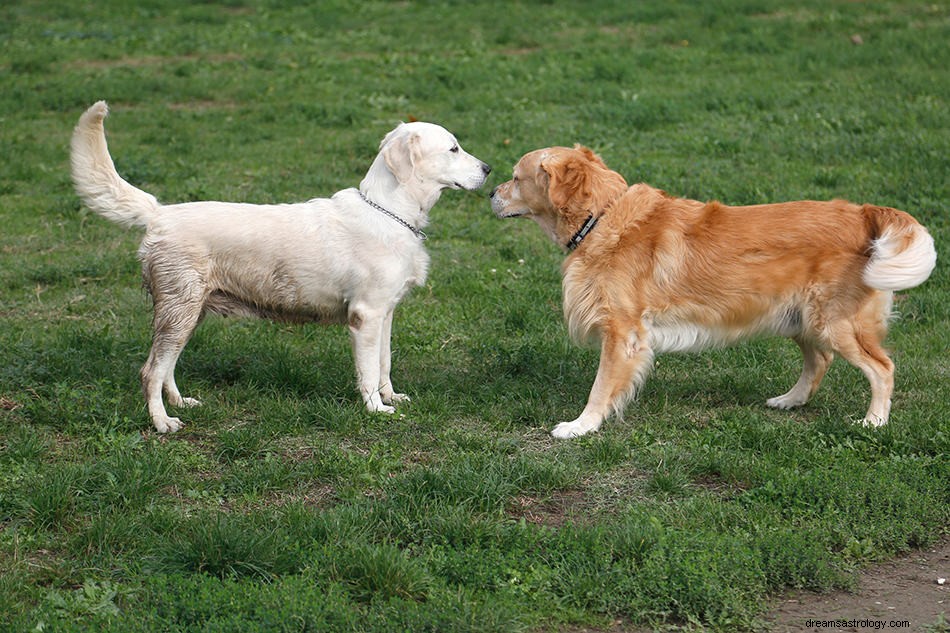 Wat betekent het als je over honden droomt? 