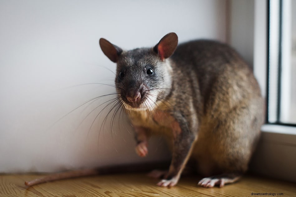 Råttdrömmens betydelse och tolkning 