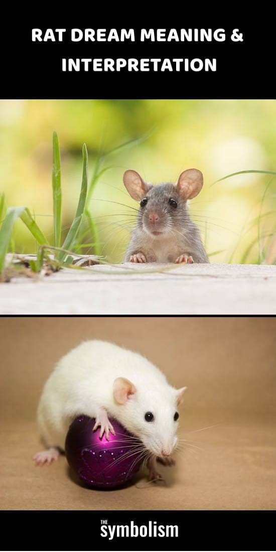 Znaczenie i interpretacja snów szczura 