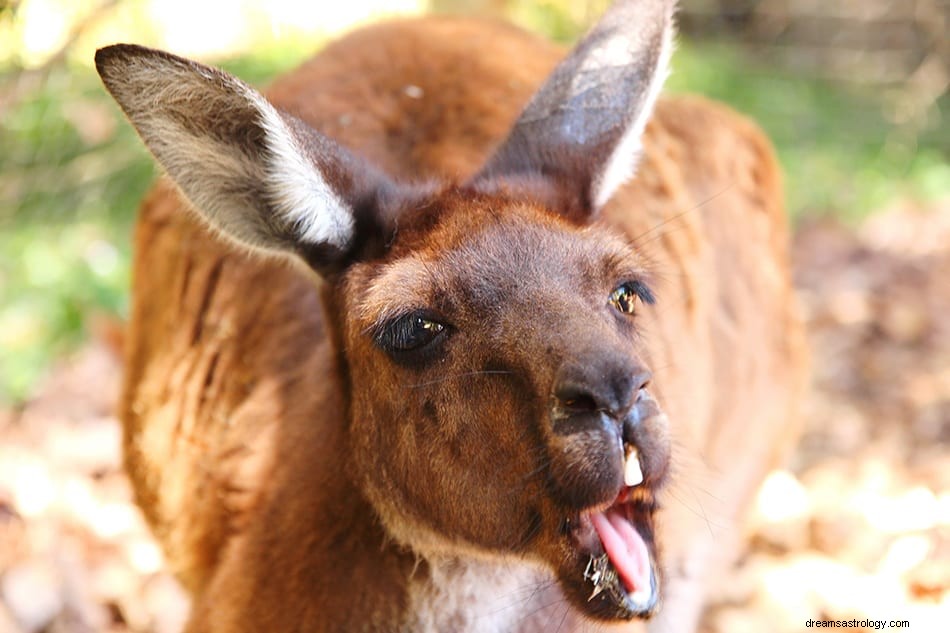 Hvad betyder det, hvis du drømmer om kænguruer 