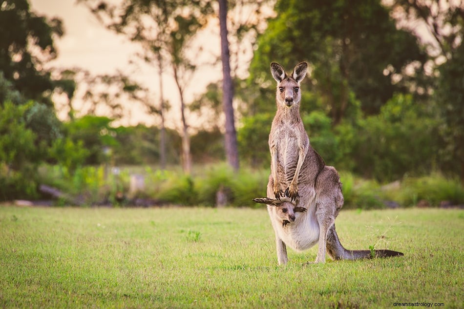 Wat betekent het als je over kangoeroes droomt? 
