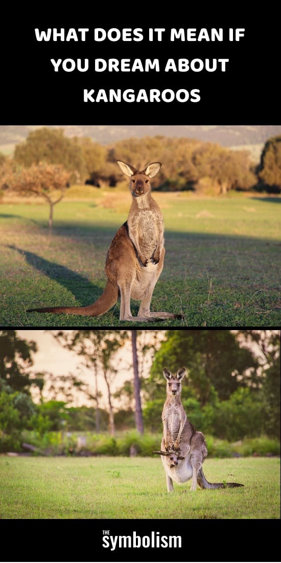 Co to znaczy, jeśli śnisz o kangurach 