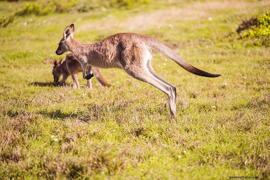 Co to znaczy, jeśli śnisz o kangurach 