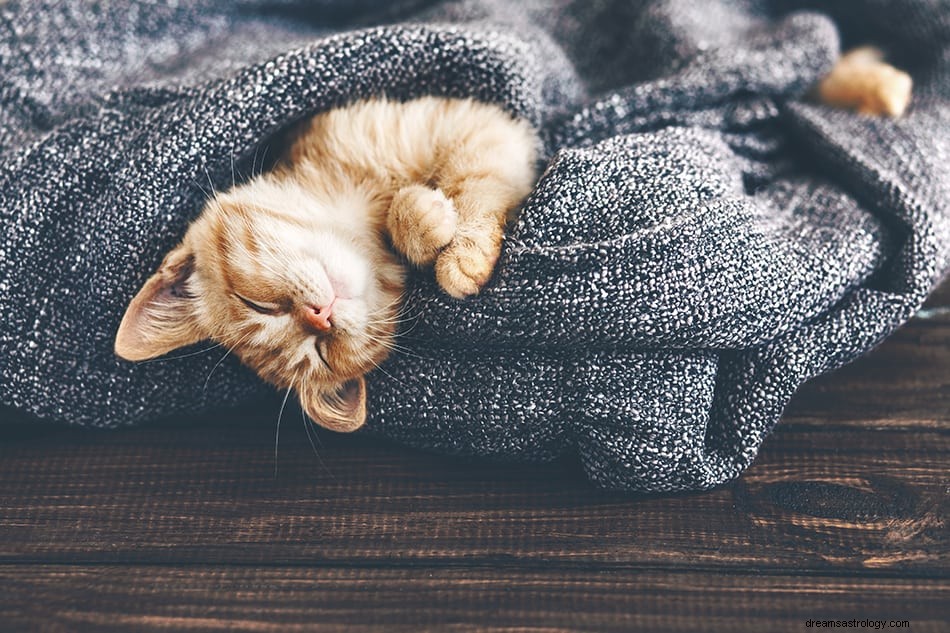 Sogni sui gatti:cosa significano? 