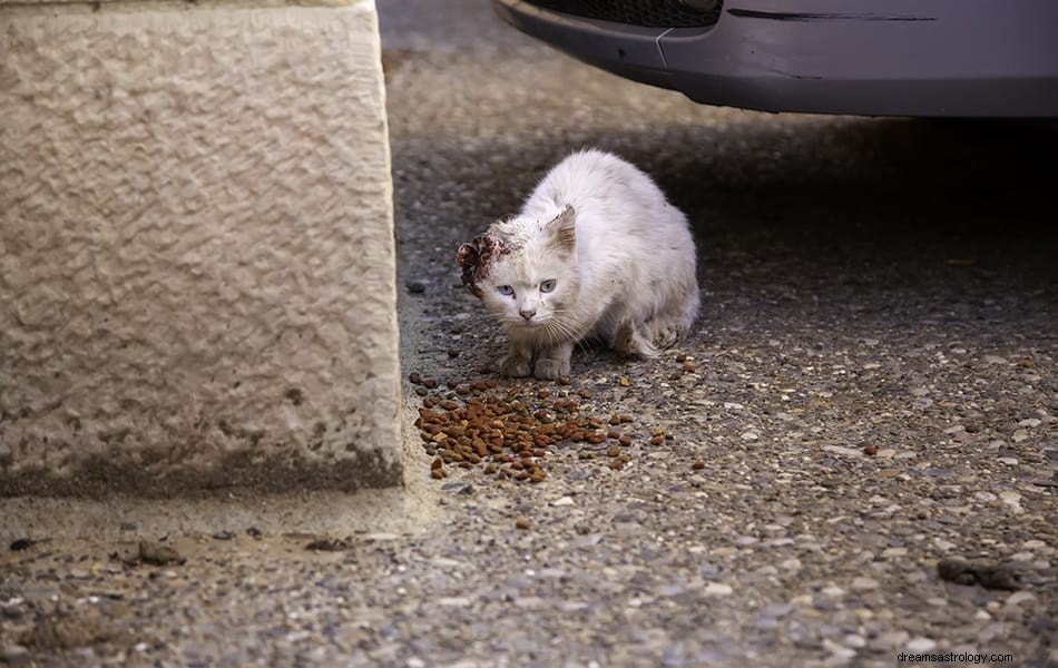 Mimpi Tentang Kucing:Apa Artinya? 