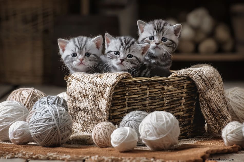 Drømme om katte:Hvad betyder de? 