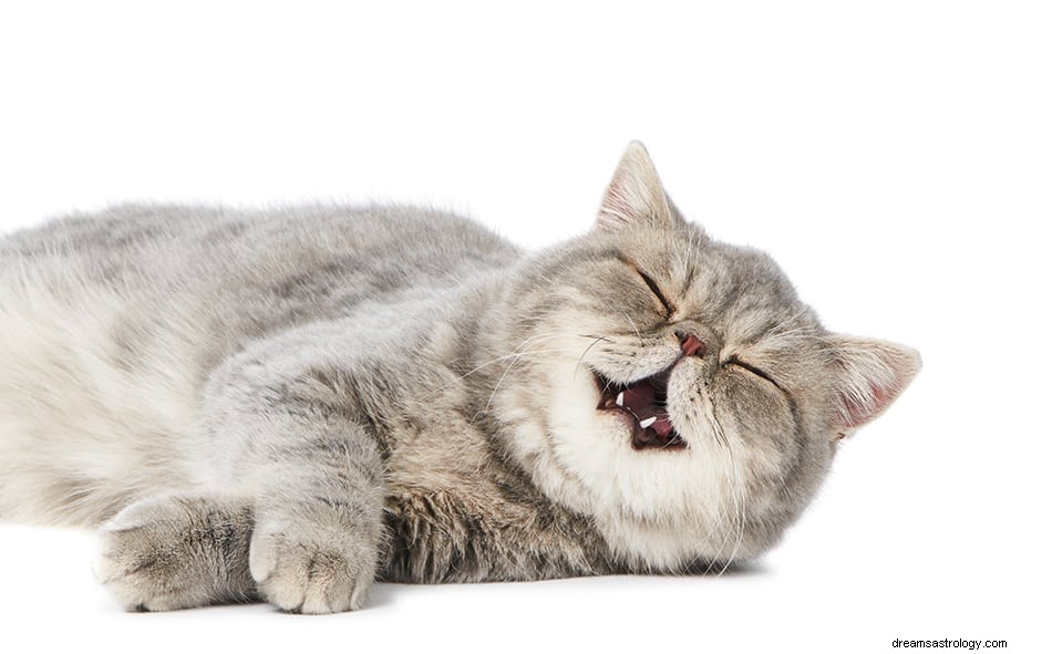 Dromen over katten:wat betekenen ze? 