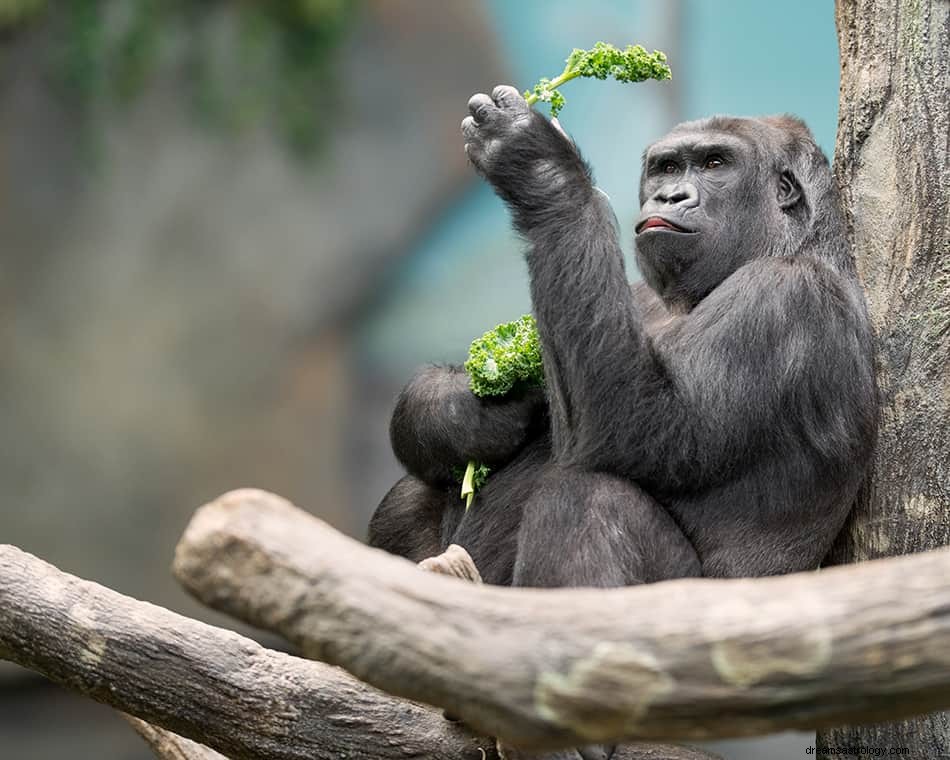 Ape &Gorilla Drømmebetydning og tolkning 