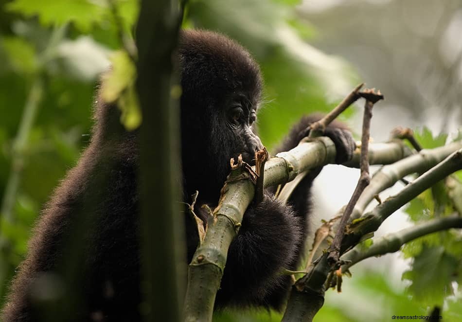 Ape &Gorilla Drømmebetydning og tolkning 