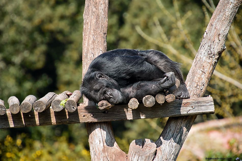 Significato e interpretazione dei sogni di scimmia e gorilla 