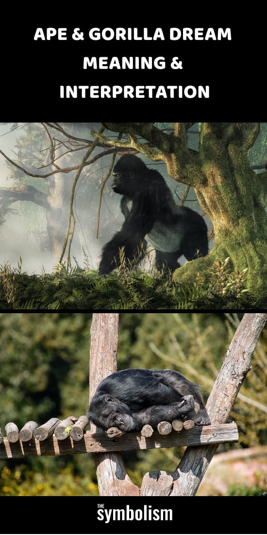 Ape &Gorilla Drømmebetydning og tolkning 