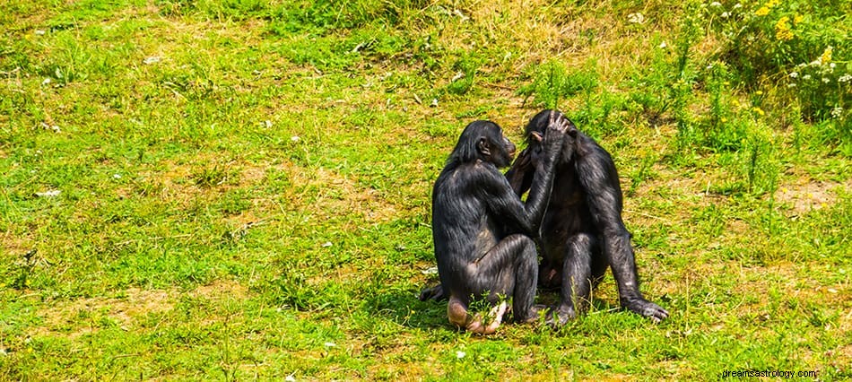 Ape &Gorilla Drømmebetydning og tolkning 