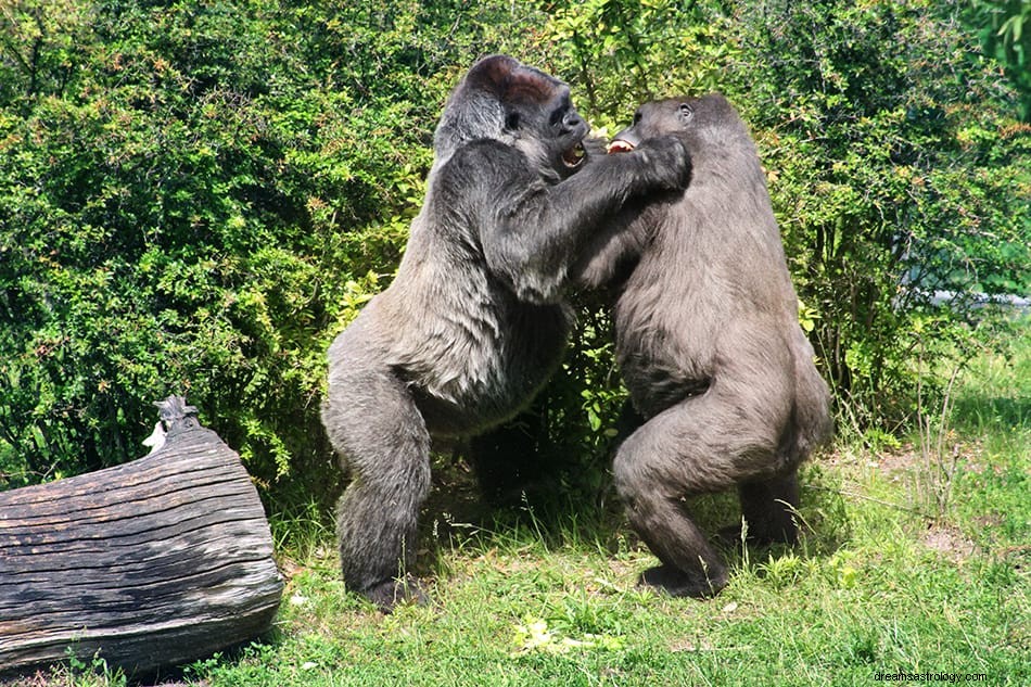 Ape &Gorilla Dream Betekenis &Interpretatie 