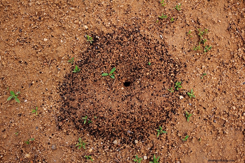 Signification et interprétation du rêve de fourmi 