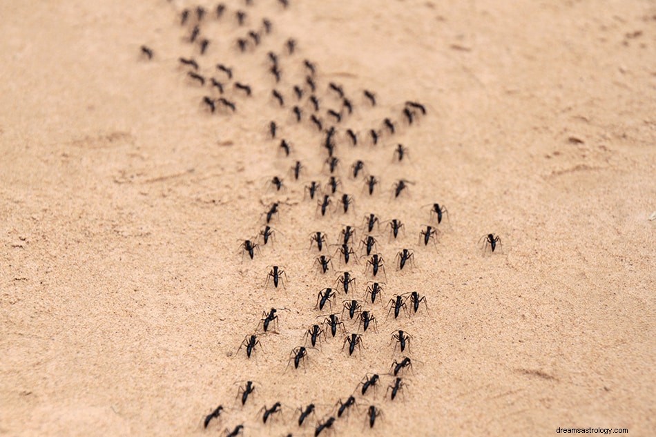 Έννοια &Ερμηνεία ονείρου μυρμηγκιών 