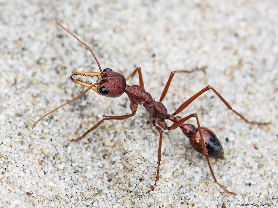 Znaczenie i interpretacja mrówek 