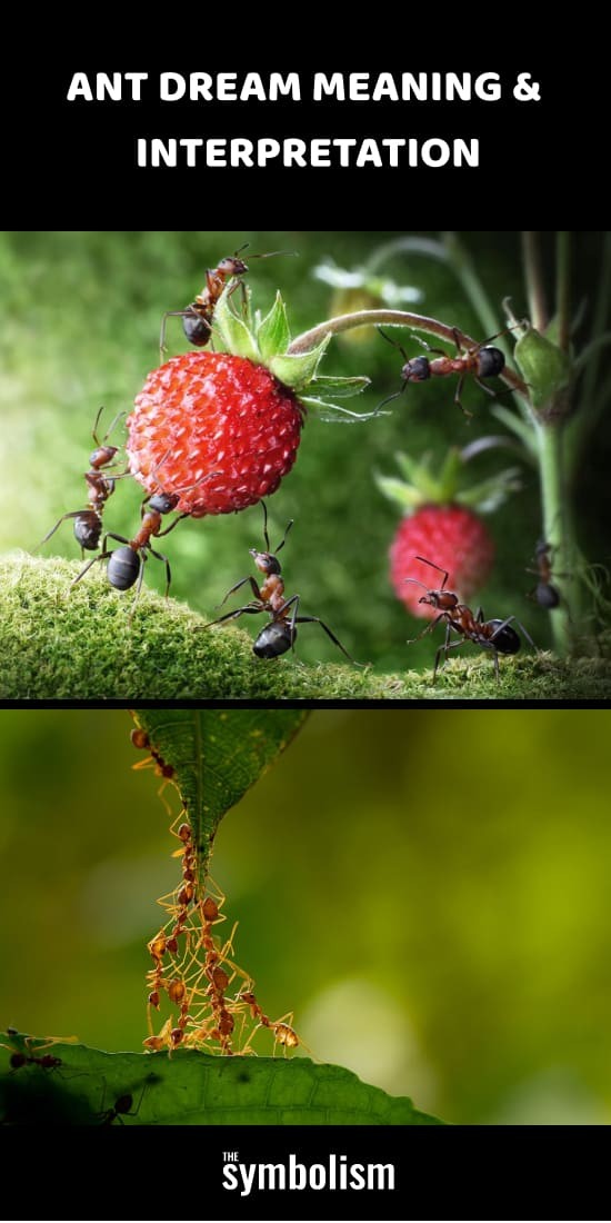 Significado e interpretação dos sonhos com formigas 