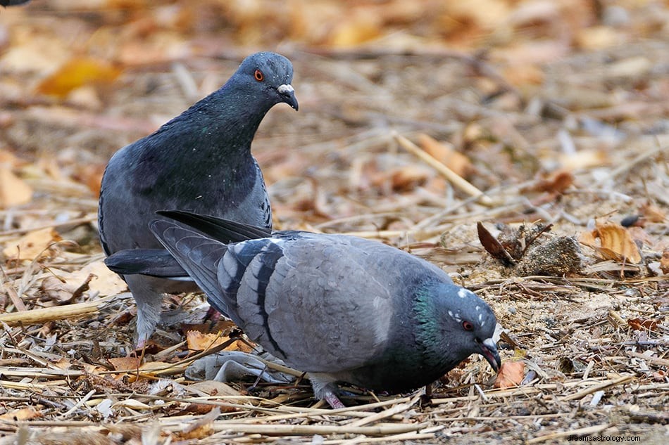 Due &Pigeon Drømmebetydning og fortolkning 