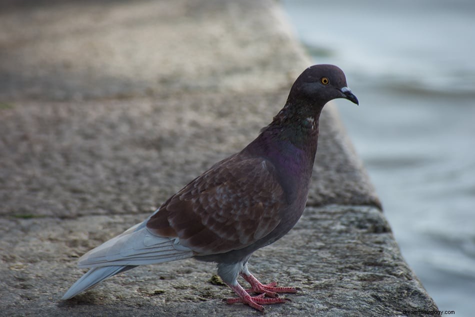 Έννοια &Ερμηνεία ονείρου Dove &Pigeon 