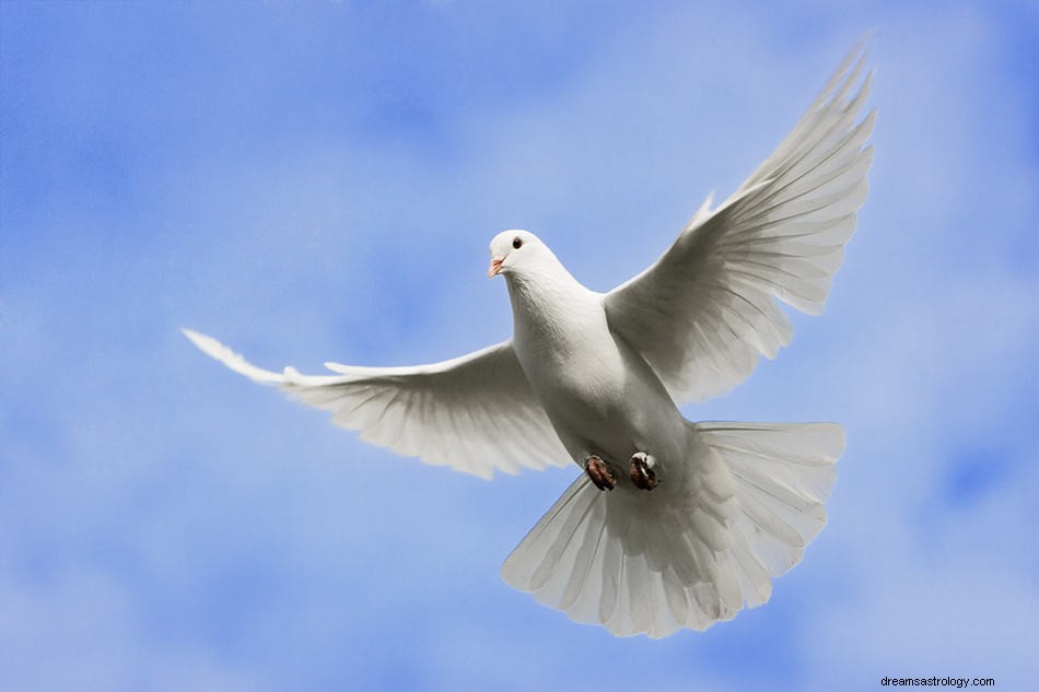 Signification et interprétation des rêves de colombe et de pigeon 