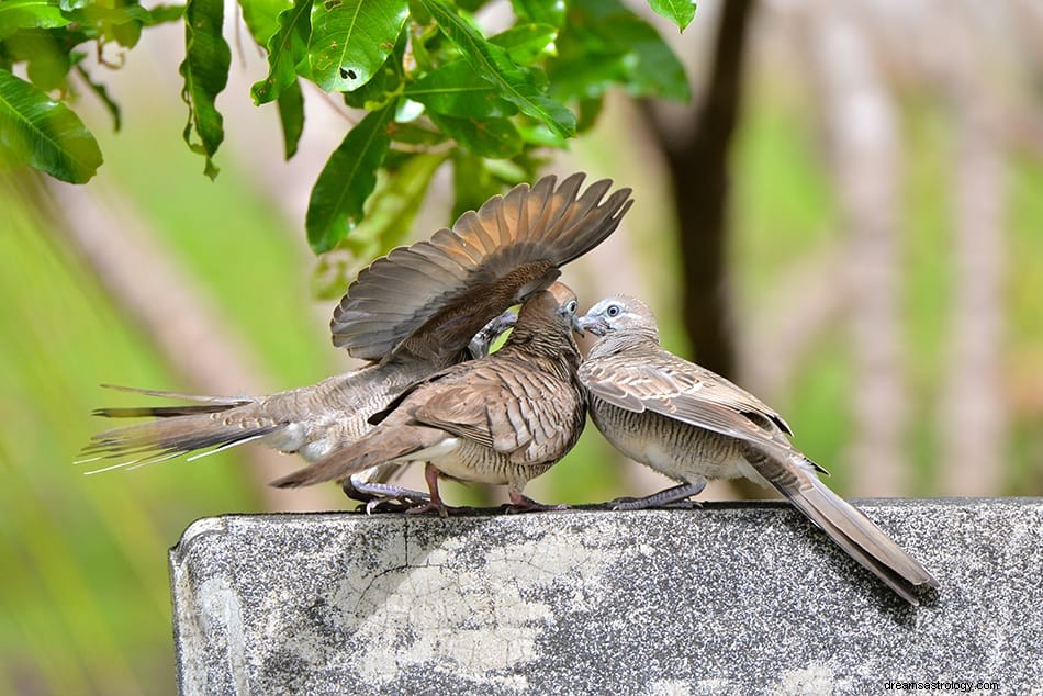 Dove &Pigeon Dream Betydelse &Tolkning 