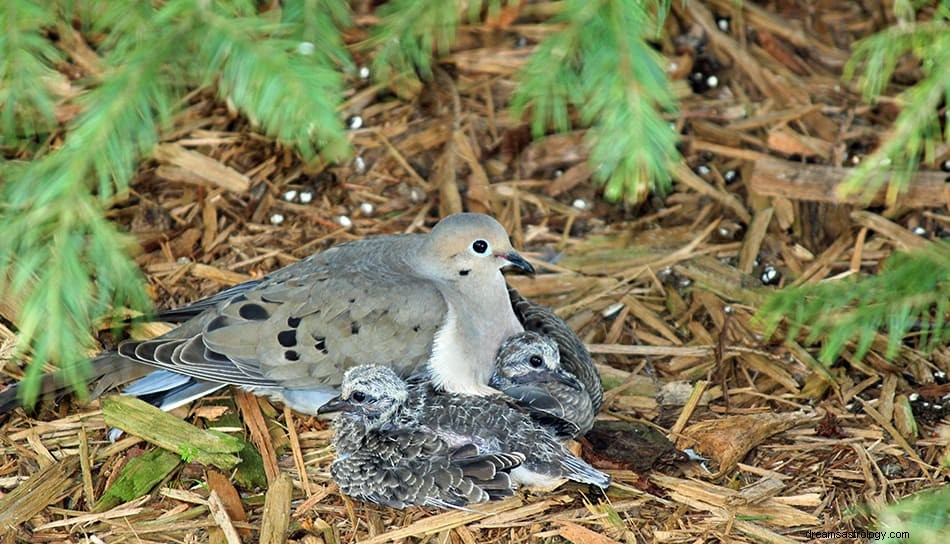 鳩と鳩の夢の意味と解釈 