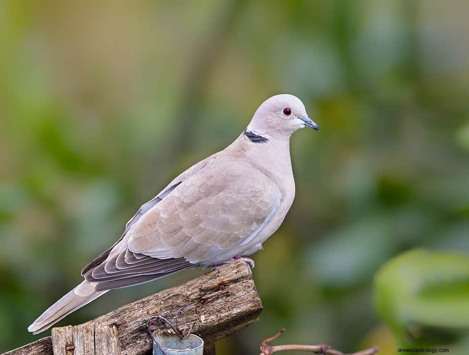 Έννοια &Ερμηνεία ονείρου Dove &Pigeon 