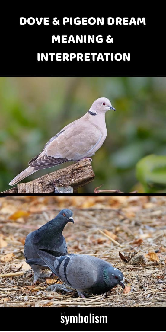 鳩と鳩の夢の意味と解釈 